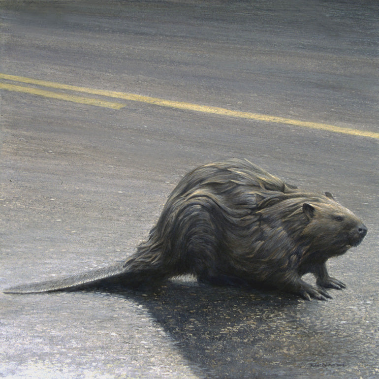 Castor Canadensis
