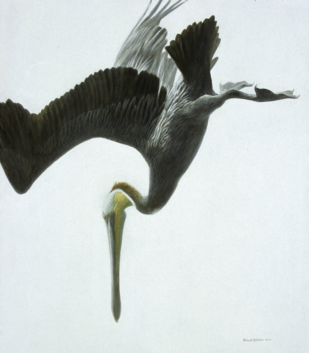 Pelican Diving