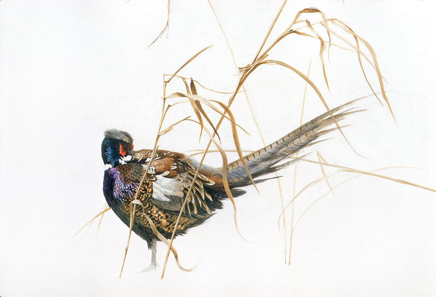 Pheasant in Snow