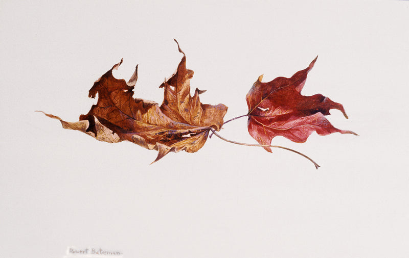 Two Maple Leaves