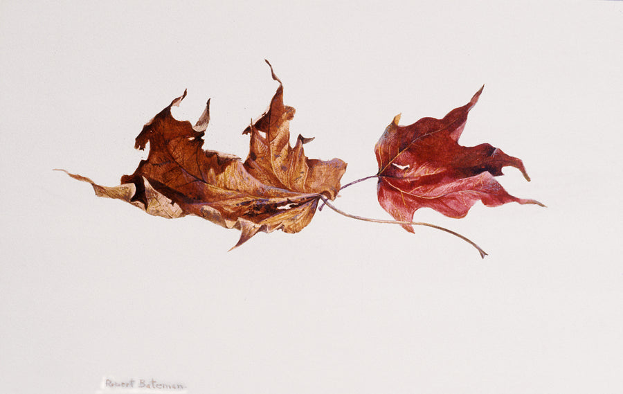 Two Maple Leaves