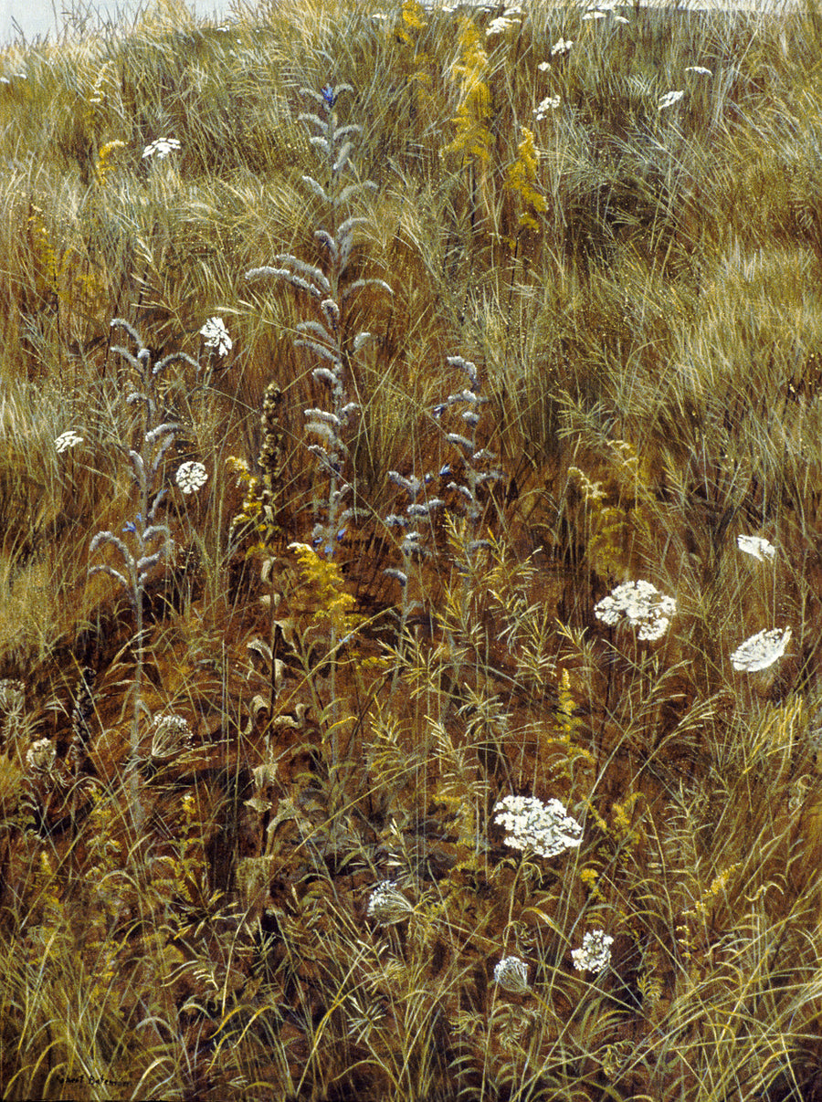 Queen Anne’s Lace