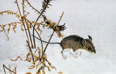 White-footed Mouse
