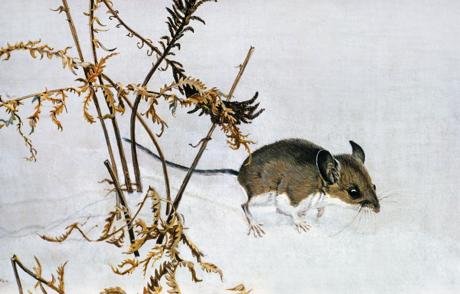 White-footed Mouse