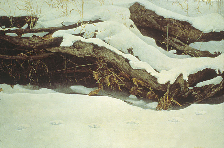 Fox Tracks