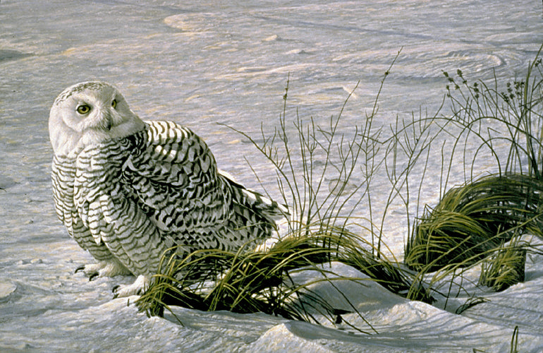 Afternoon Glow - Snowy Owl