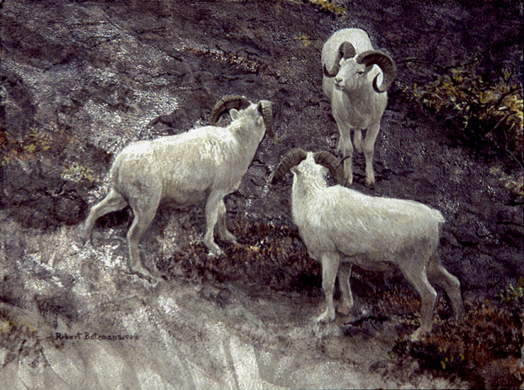Alaska – Dall Sheep Rams
