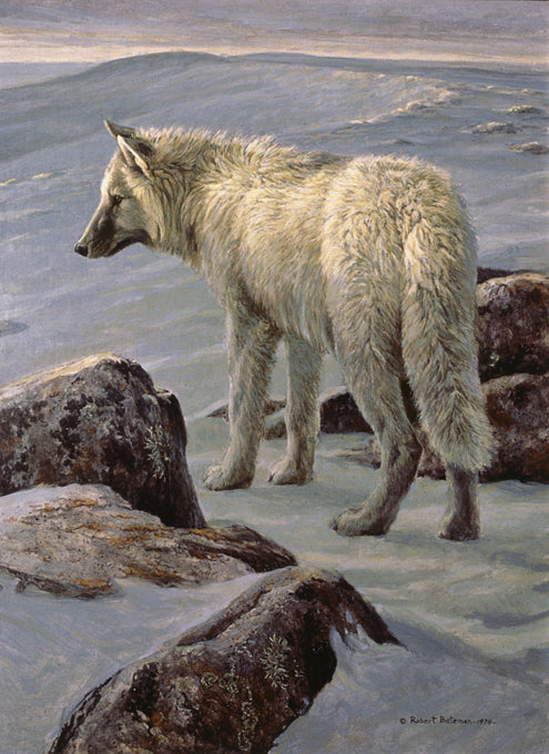 Arctic Evening – White Wolf