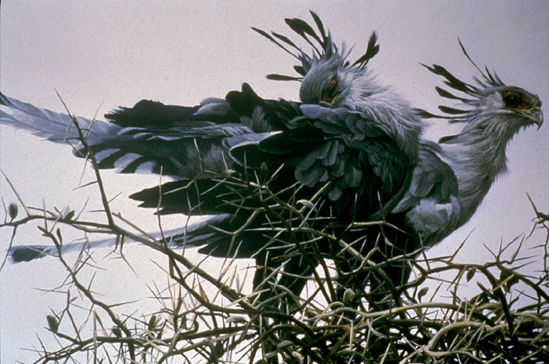 At the Nest - Secretary Birds