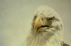 Bald Eagle Head Study