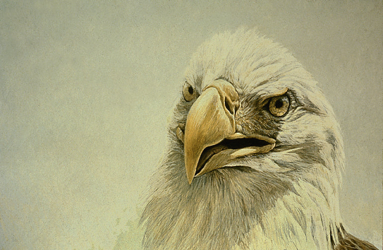 Bald Eagle Head Study