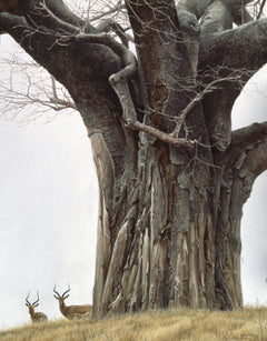 Baobab Tree and Impala