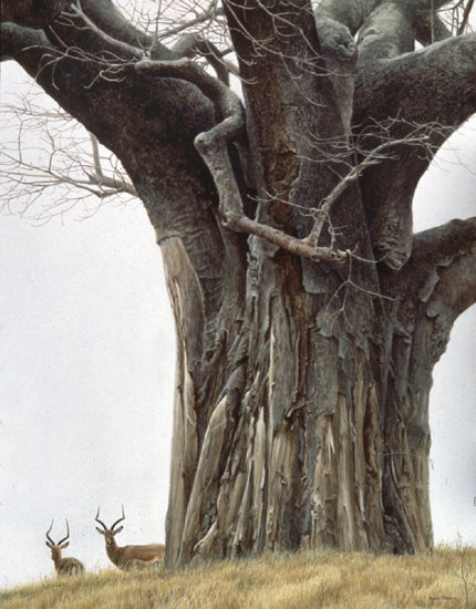 Baobab Tree and Impala
