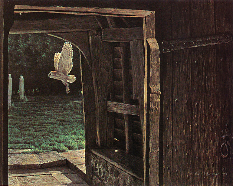 Barn Owl in the Churchyard