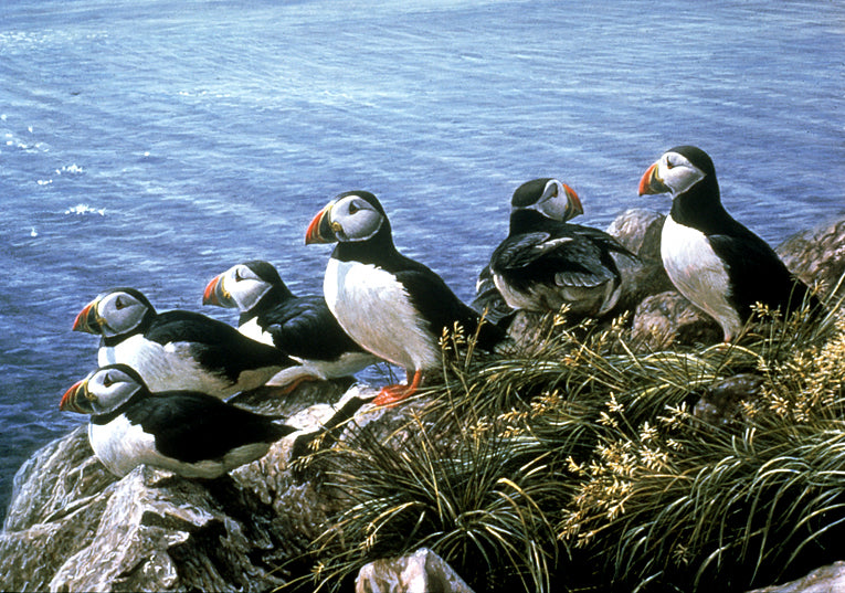 Bright Day - Atlantic Puffins