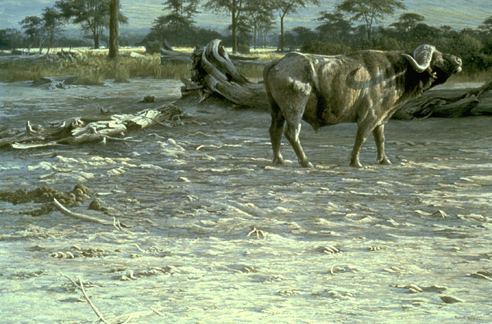 Buffalo at Amboseli