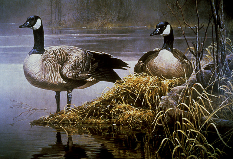 Canada Geese Nesting