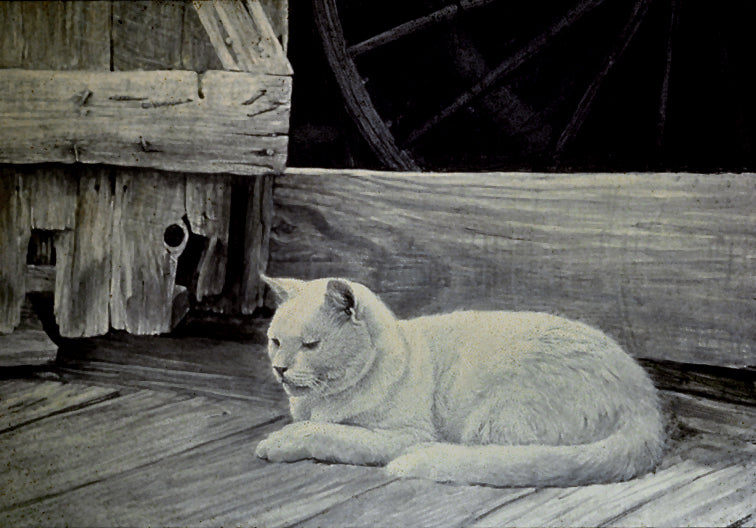 Cat at Barn Door