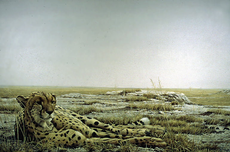 Cheetah Siesta