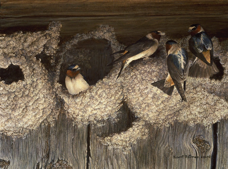 Cliff Swallows at Nest