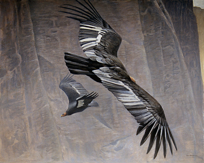 California Condors