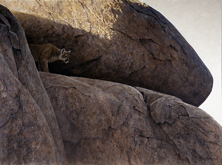 Cougar - Pinnacle Cliff