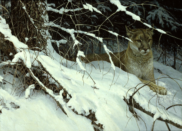 Cougar in the Snow