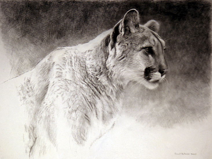 Cougar Study