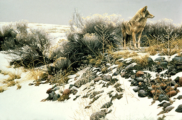 Coyote