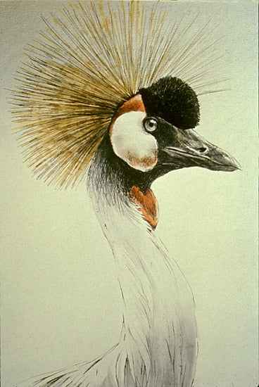 Crowned Crane Head