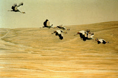 Crowned Cranes Flying