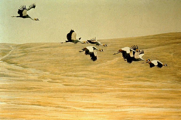 Crowned Cranes Flying