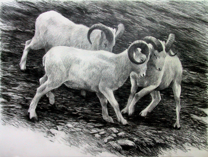 Sparring – Dall Sheep