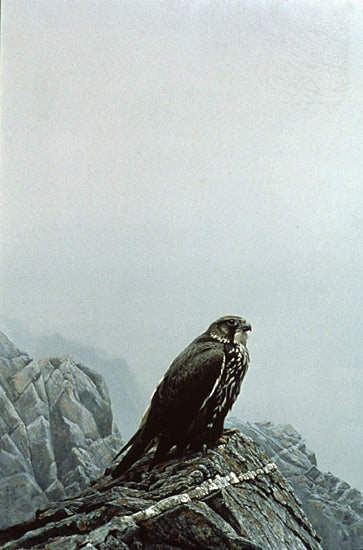 Dark Gyrfalcon
