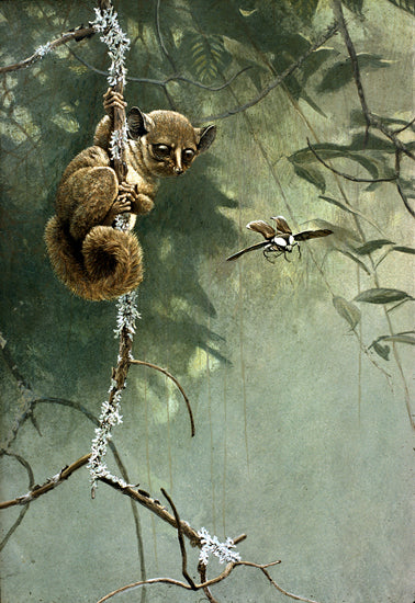 Bushbaby and Beetle