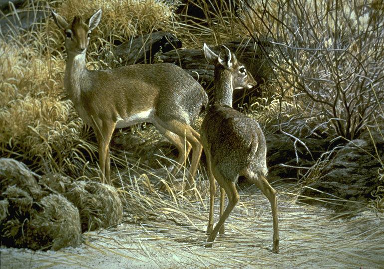 Dik-diks