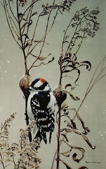 Downy Woodpecker on Goldenrod Gall