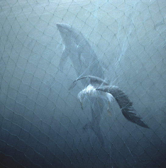 Driftnet – Pacific White-sided Dolphin and Lysan Albatross