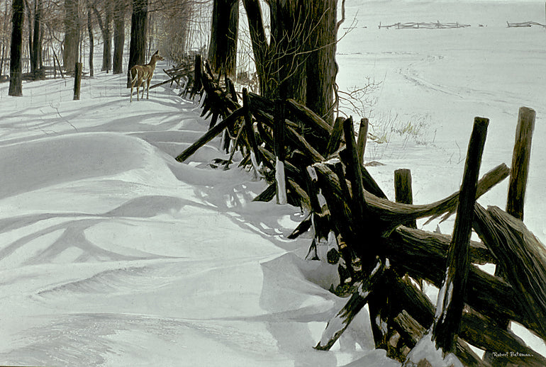 Edge of the Woods - White-tailed Deer