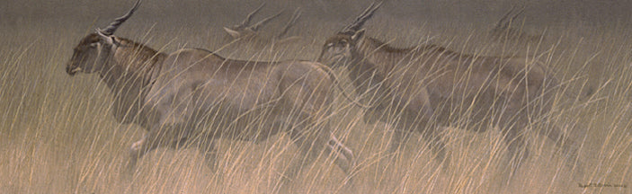 Eland Running