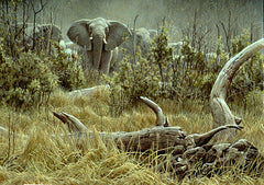 Elephant Herd and Log