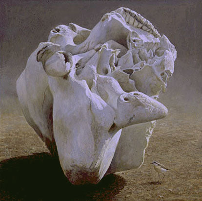 Elephant Skull & Kittlitz’s Plover