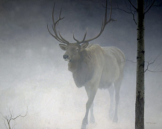 Elk & Aspen