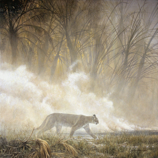 Smoke Screen - Cougar