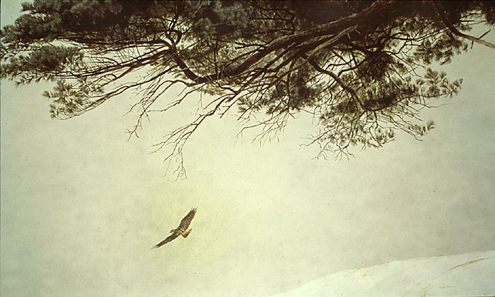 Flying Red-tailed Hawk & Pine