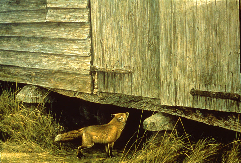 Fox at the Granary