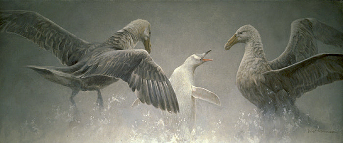 Giant Petrels & Albino Gentoo Penguin