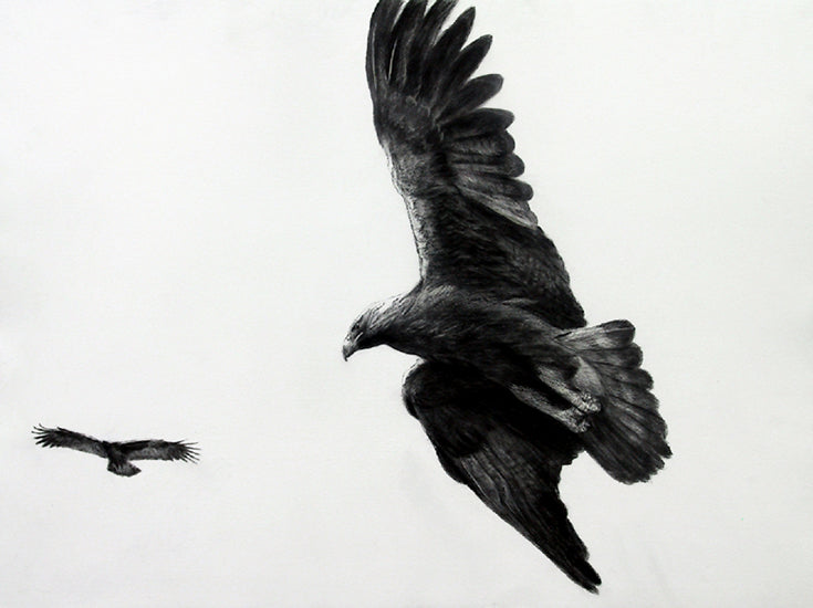 Golden Eagle Pair in Flight