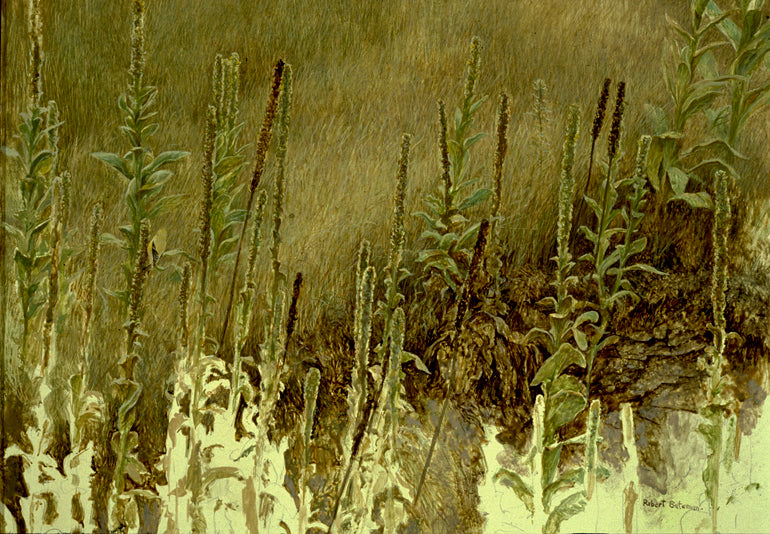 Goldfinch with Mullein