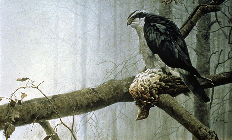 Goshawk and Ruffed Grouse